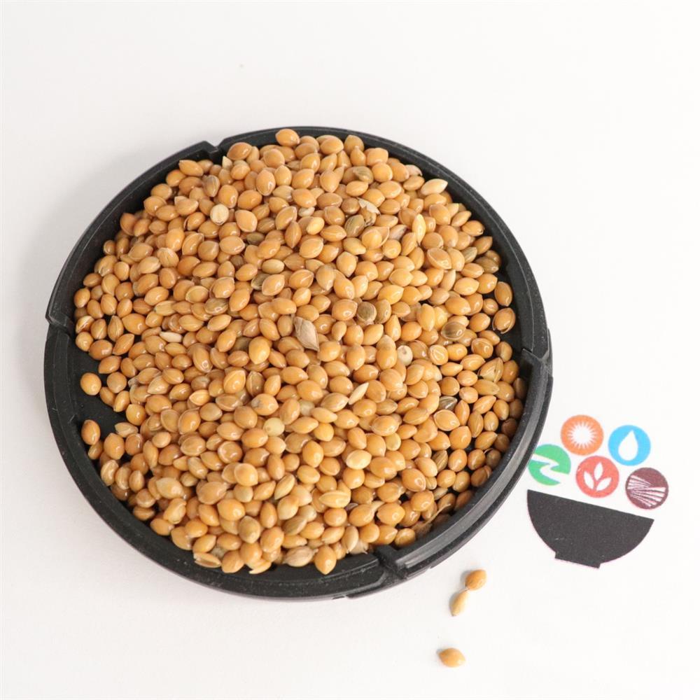 Китайское просо