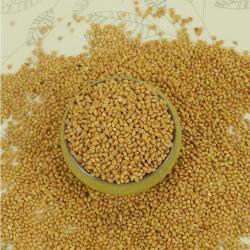 Китайское просо