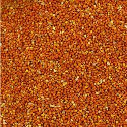 Китайское красное просо