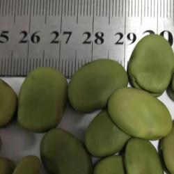 Высококачественные конские бобы 