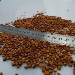 Красное сорго 