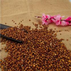 Красное сорго 