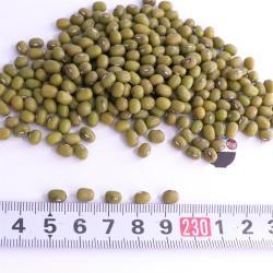 Зеленая фасоль Mung