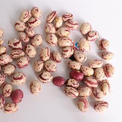 Светлая крапчатая фасоль 