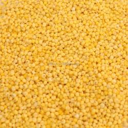 Высококачественное очищенное клейкое желтое просо 