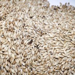 Канареечное семя для кормления птиц