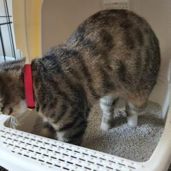 Бентонитовый песок для кошек 