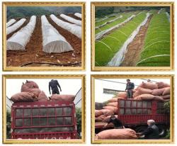 Препарат для набора мышечной массы с экстрактом Cyanotis Arachnoidea (арт. 25-17072303)