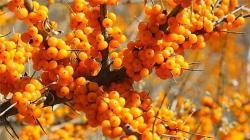 Порошок морской облепихи с высоким содержанием витамина C (арт. 25-17072532)