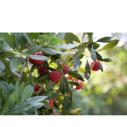 Экстракт байберри в порошке 10:1 (арт. 25-17072536)