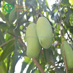 Сушеная органическая пудра манго с натуральным вкусом (арт. 25-17072544)