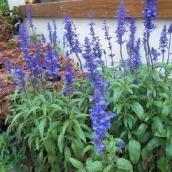 Экстракт семян чиа Salvia Hispanica L 10:1 в порошке (арт. 25-17072563)