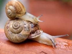 Экстракт муцина улитки для косметики (арт. 25-17072648)