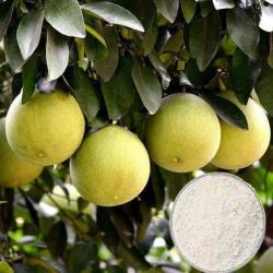 Экстракт грейпфрута порошок 98% натурального (арт. 25-17072653)