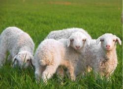 Экстракт плаценты овцы натуральный (арт. 25-17072705)