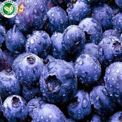 Замороженные черника IQF в воде для хранения (арт. 26-1302076)