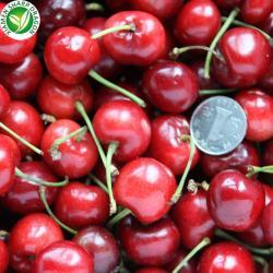 Шарики из замороженного меда с красной вишней 10 кг (арт. 26-1302081)