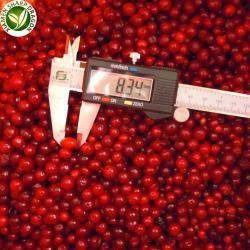 Ягоды брусники замороженные IQF 10 кг китай (арт. 26-1302083)