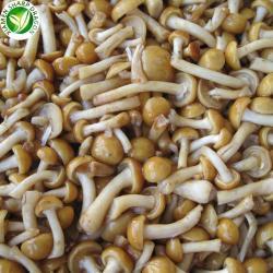 Грибы замороженные плевротус остеатус IQF для питания (арт. 26-1302097)