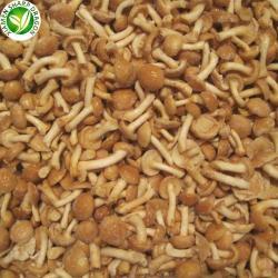 Грибы замороженные плевротус остеатус IQF для питания (арт. 26-1302097)