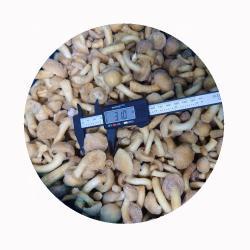Грибы замороженные nameko IQF для кухни (арт. 26-1302104)