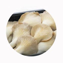 Грибы вешенки замороженные 1кг белые серые (арт. 26-1302106)