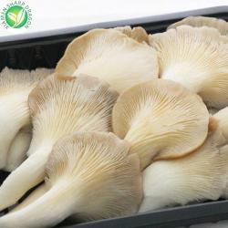 Грибы вешенки замороженные IQF свежие для приготовления (арт. 26-1302108)