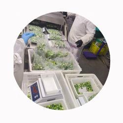 Окра замороженная нарезанная IQF для приготовления (арт. 26-1302156)