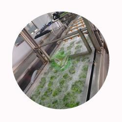 Замороженная стручковая фасоль IQF свежая и питательная (арт. 26-1302184)