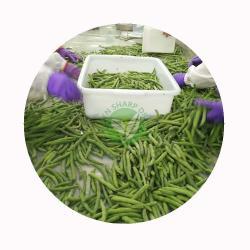 Замороженные зеленые бобы IQF для экспорта (арт. 26-1302188)