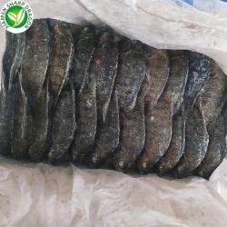 Рыба тилапия замороженная 20% глазурь (арт. 26-1302271)