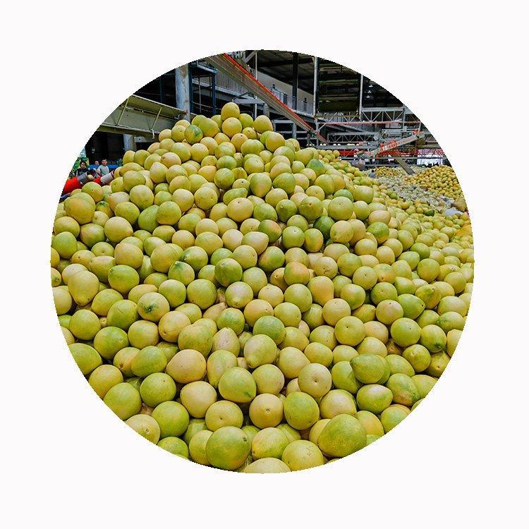 Грейпфрут помело свежий сладкий из китая (арт. 26-1302320)