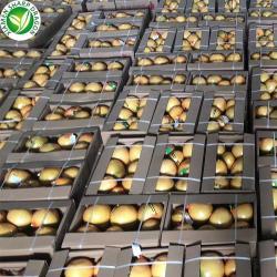 Грейпфрут помело свежий сладкий из китая (арт. 26-1302320)